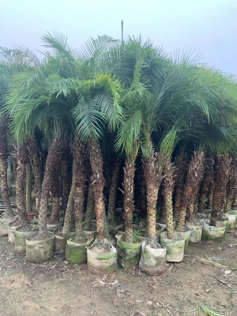 美丽针葵各种规格基地大量现货供应，欢迎各位客户咨询