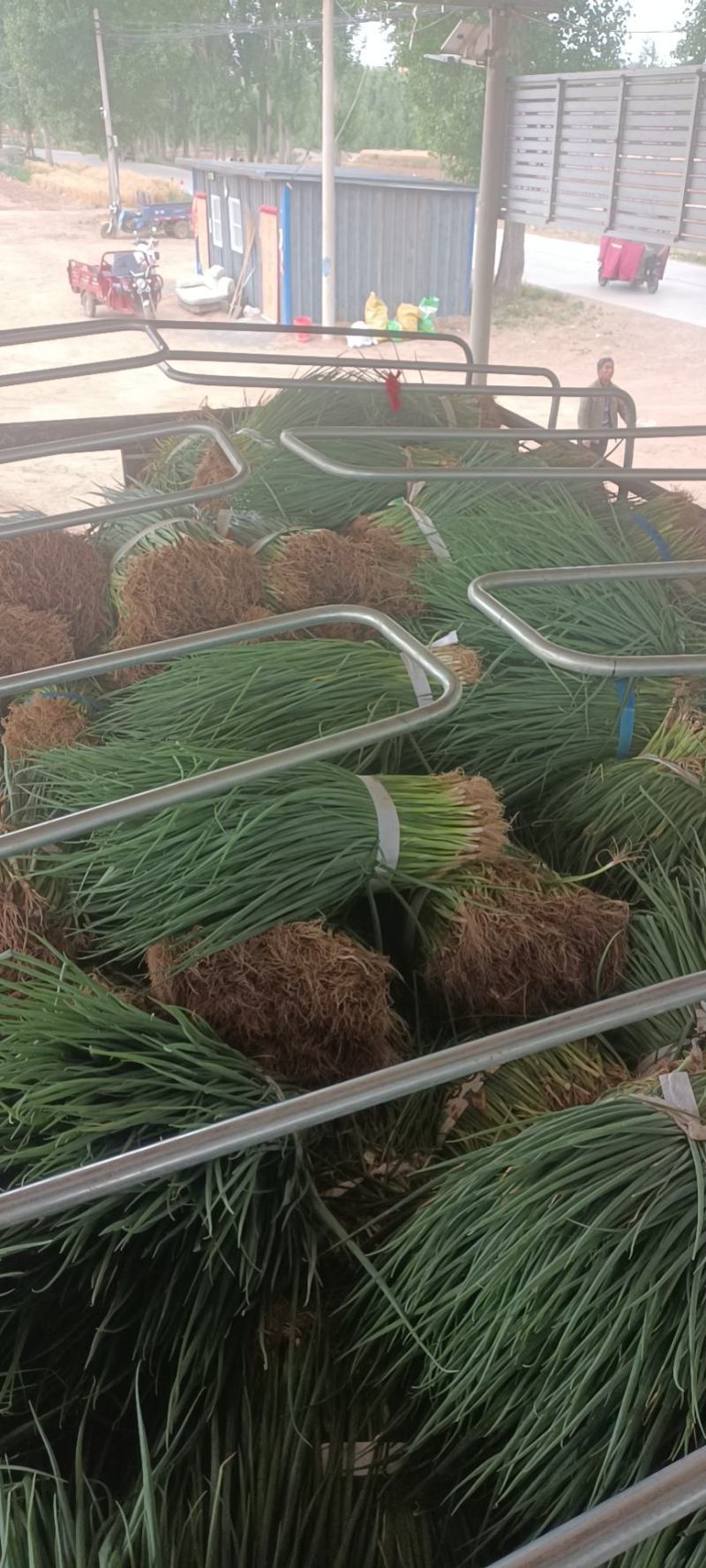 葱苗，长白，钢葱都有，接受预定。长年供应。