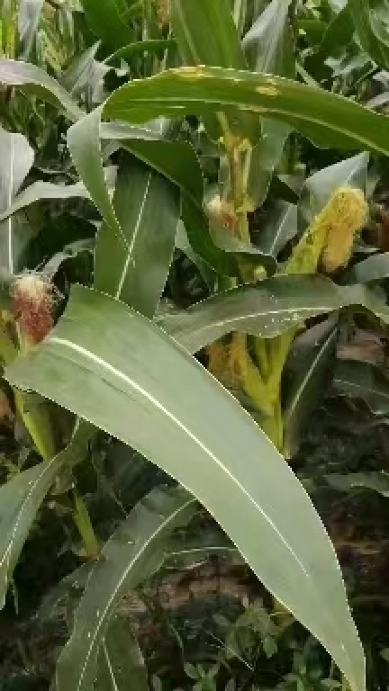 糯玉米天贵932