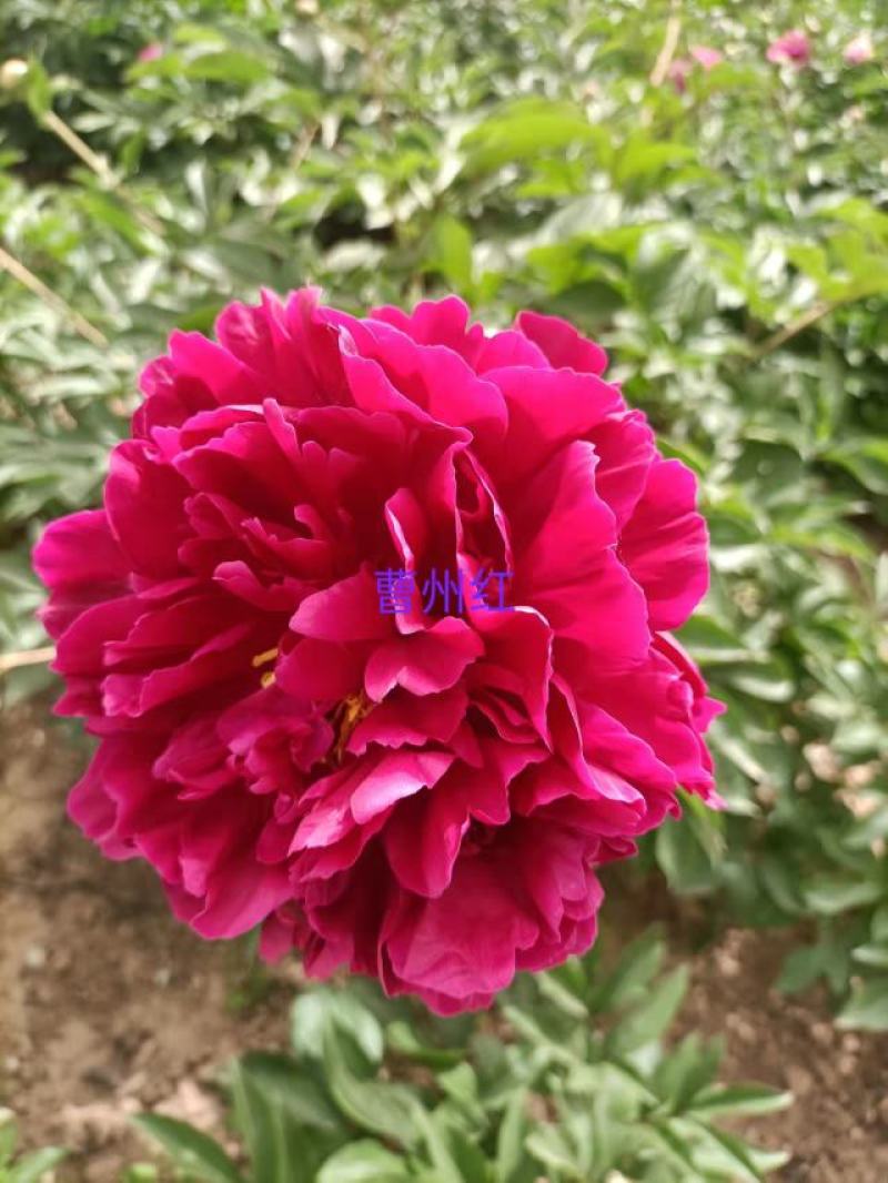 芍药花，重瓣芍药花苗，基地直供，现要现挖，质量好价格低