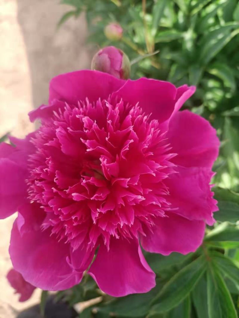 芍药花，重瓣芍药花苗，基地直供，现要现挖，质量好价格低
