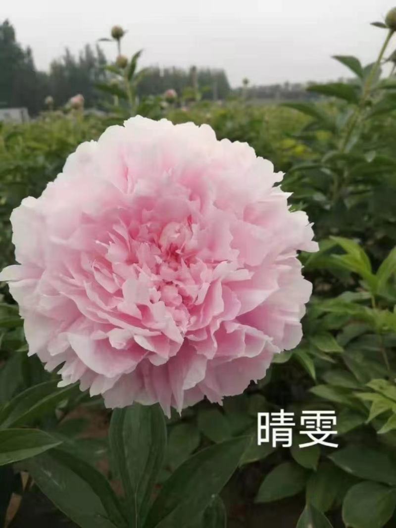 芍药花，重瓣芍药花苗，基地直供，现要现挖，质量好价格低
