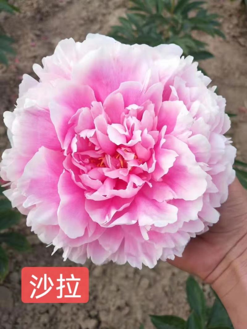 芍药花，重瓣芍药花苗，基地直供，现要现挖，质量好价格低