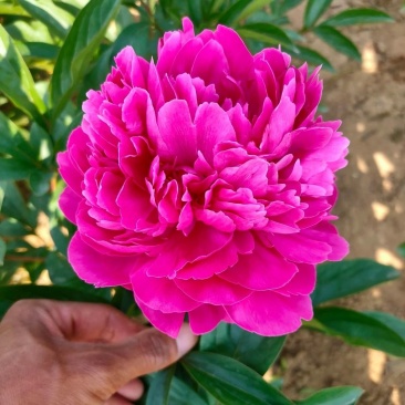 芍药花，重瓣芍药花苗，基地直供，现要现挖，质量好价格低