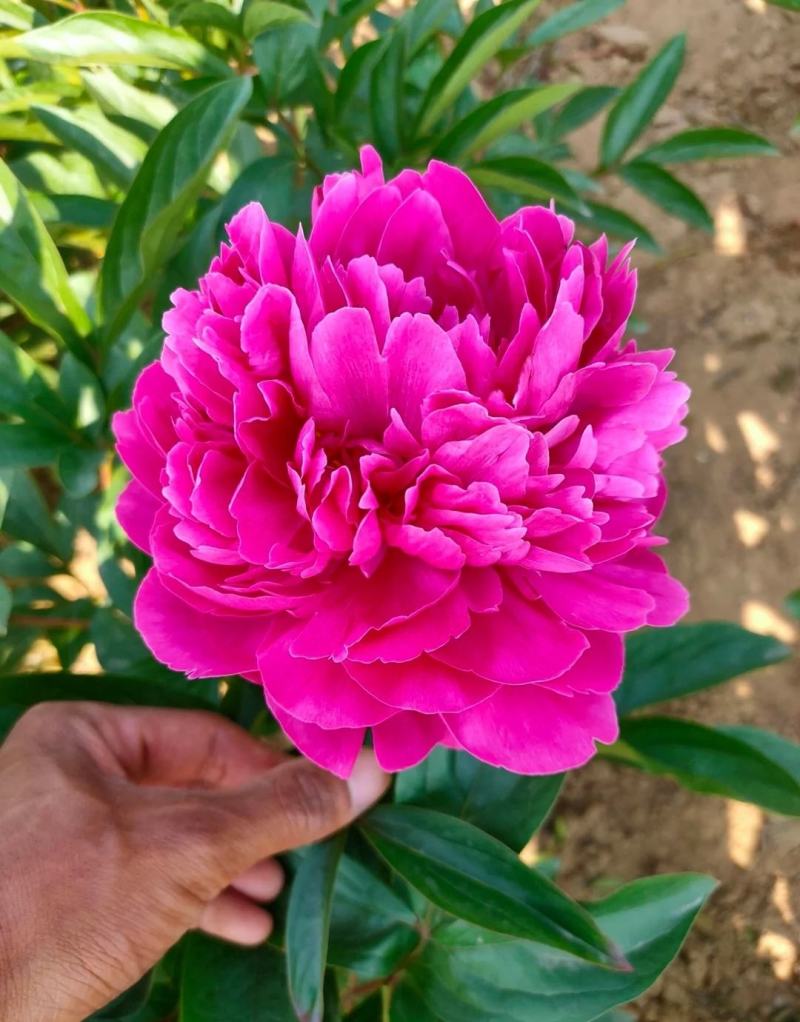 芍药花，重瓣芍药花苗，基地直供，现要现挖，质量好价格低
