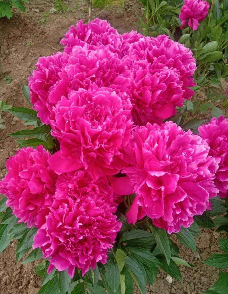 芍药花，重瓣芍药花苗，基地直供，现要现挖，质量好价格低