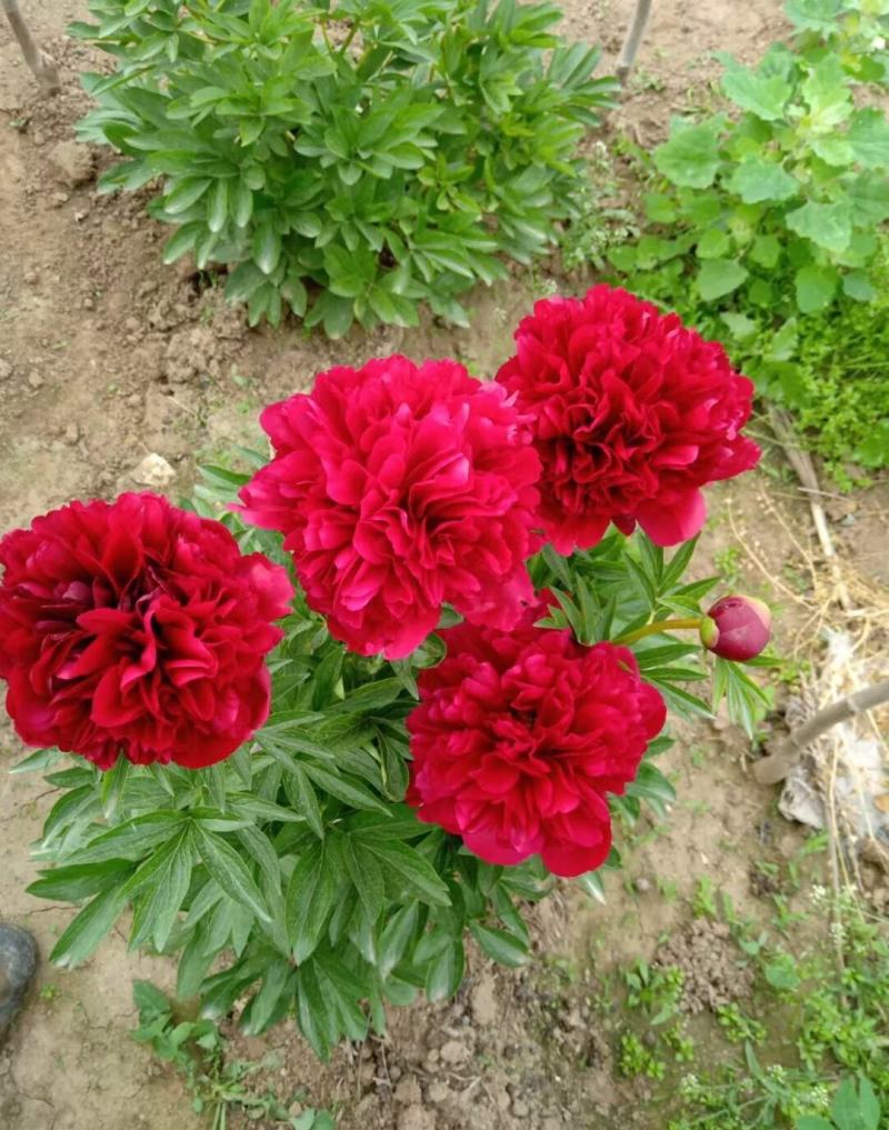 芍药花，重瓣芍药花苗，基地直供，现要现挖，质量好价格低
