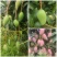 【热销】【金煌芒果】广西百色自有果园现摘现发～欢迎订货