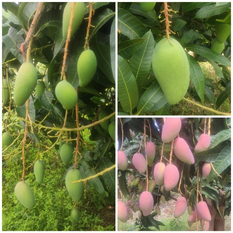 【热销】【金煌芒果】广西百色自有果园现摘现发～欢迎订货