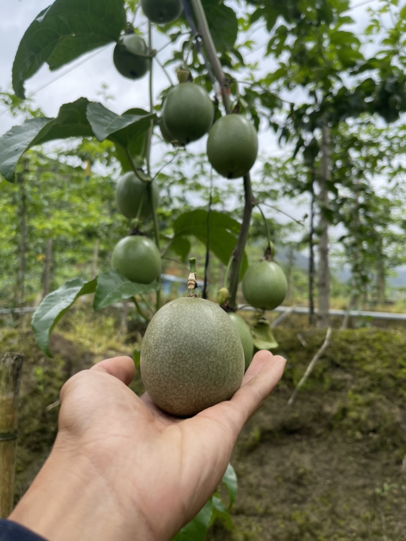 百香果，紫香