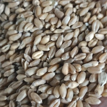 小麦，自然干22年新小麦，质量相当好