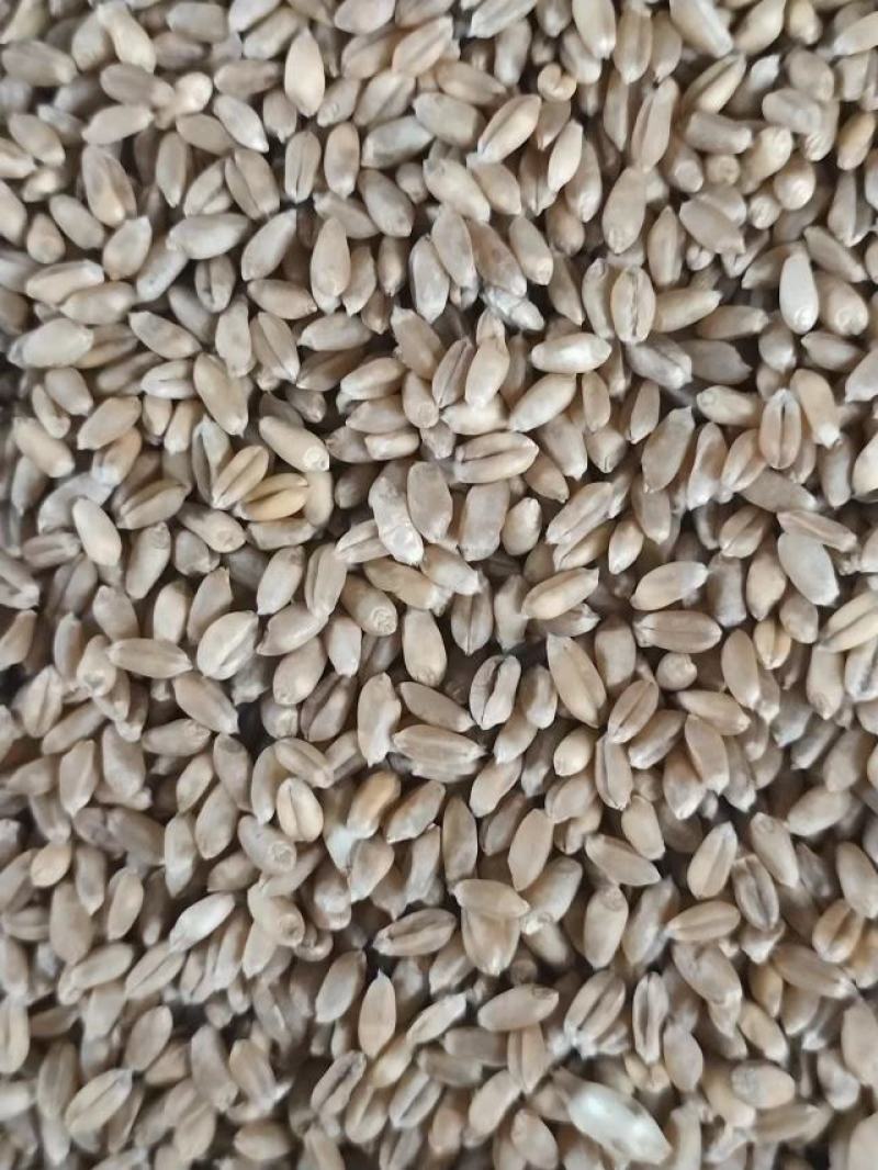 小麦，自然干22年新小麦，质量相当好