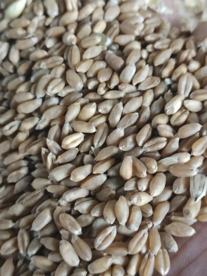 小麦，自然干22年新小麦，质量相当好