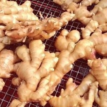大黄姜