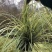 花镜植物埃弗里斯特苔草盆栽室外庭院多年生宿根耐寒常绿