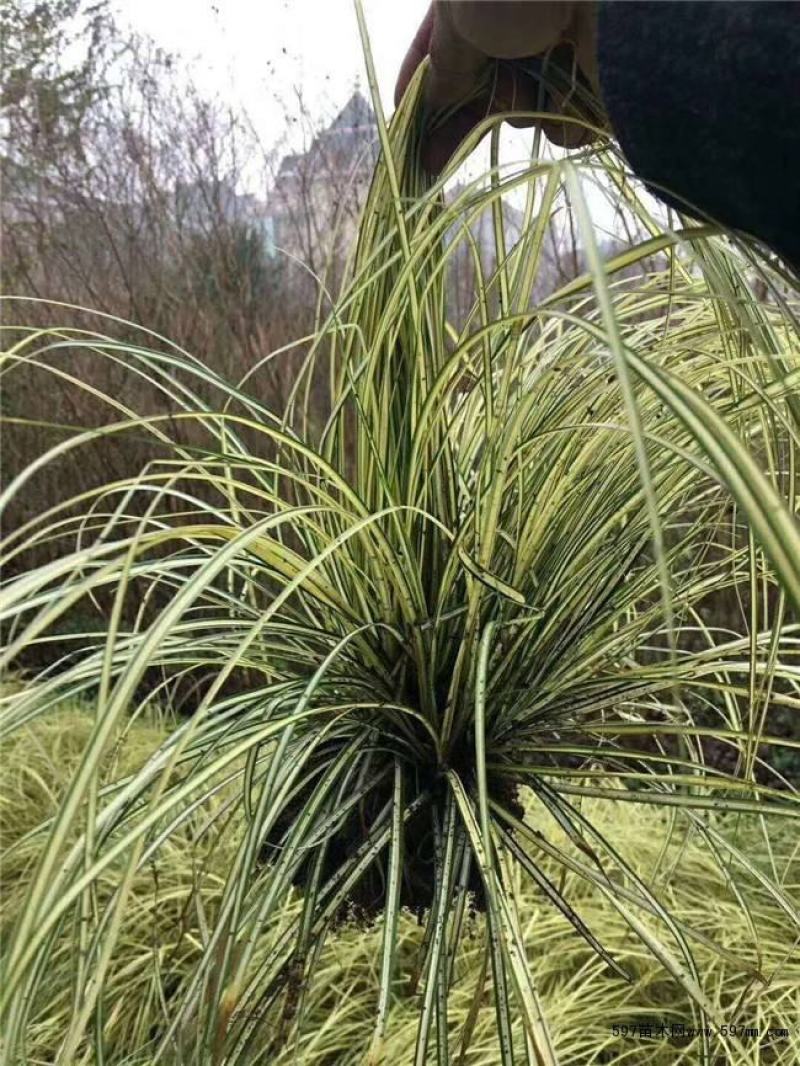 花镜植物埃弗里斯特苔草盆栽室外庭院多年生宿根耐寒常绿