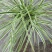 花镜植物埃弗里斯特苔草盆栽室外庭院多年生宿根耐寒常绿