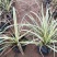 花镜植物埃弗里斯特苔草盆栽室外庭院多年生宿根耐寒常绿
