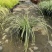 花镜植物埃弗里斯特苔草盆栽室外庭院多年生宿根耐寒常绿