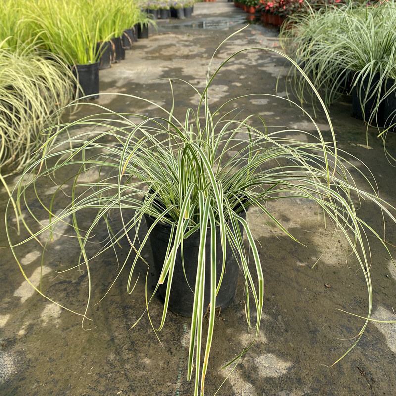 花镜植物埃弗里斯特苔草盆栽室外庭院多年生宿根耐寒常绿