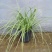 花镜植物埃弗里斯特苔草盆栽室外庭院多年生宿根耐寒常绿