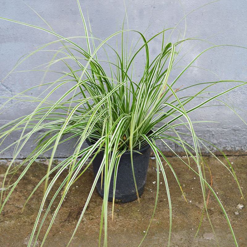 花镜植物埃弗里斯特苔草盆栽室外庭院多年生宿根耐寒常绿