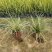 花镜植物埃弗里斯特苔草盆栽室外庭院多年生宿根耐寒常绿