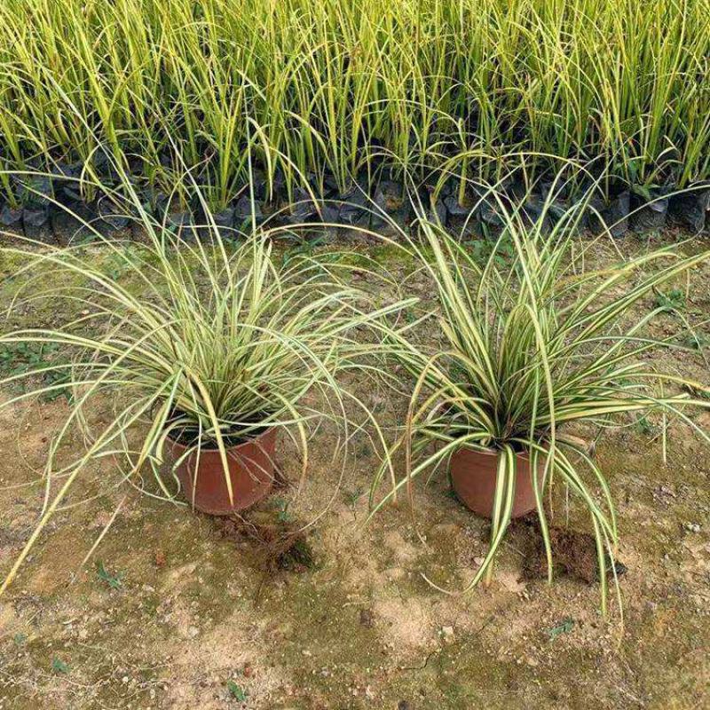 花镜植物埃弗里斯特苔草盆栽室外庭院多年生宿根耐寒常绿