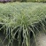 花镜植物埃弗里斯特苔草盆栽室外庭院多年生宿根耐寒常绿