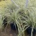 花镜植物埃弗里斯特苔草盆栽室外庭院多年生宿根耐寒常绿