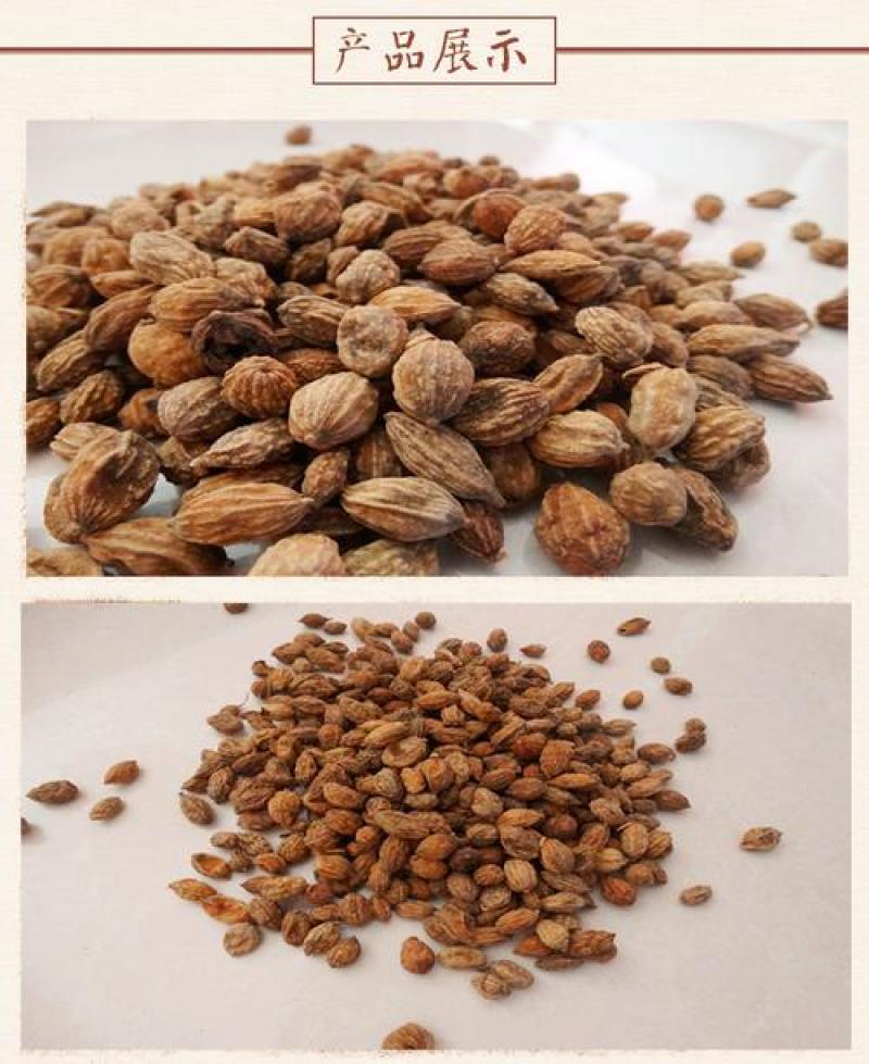 海南益智仁货源充足价格美丽