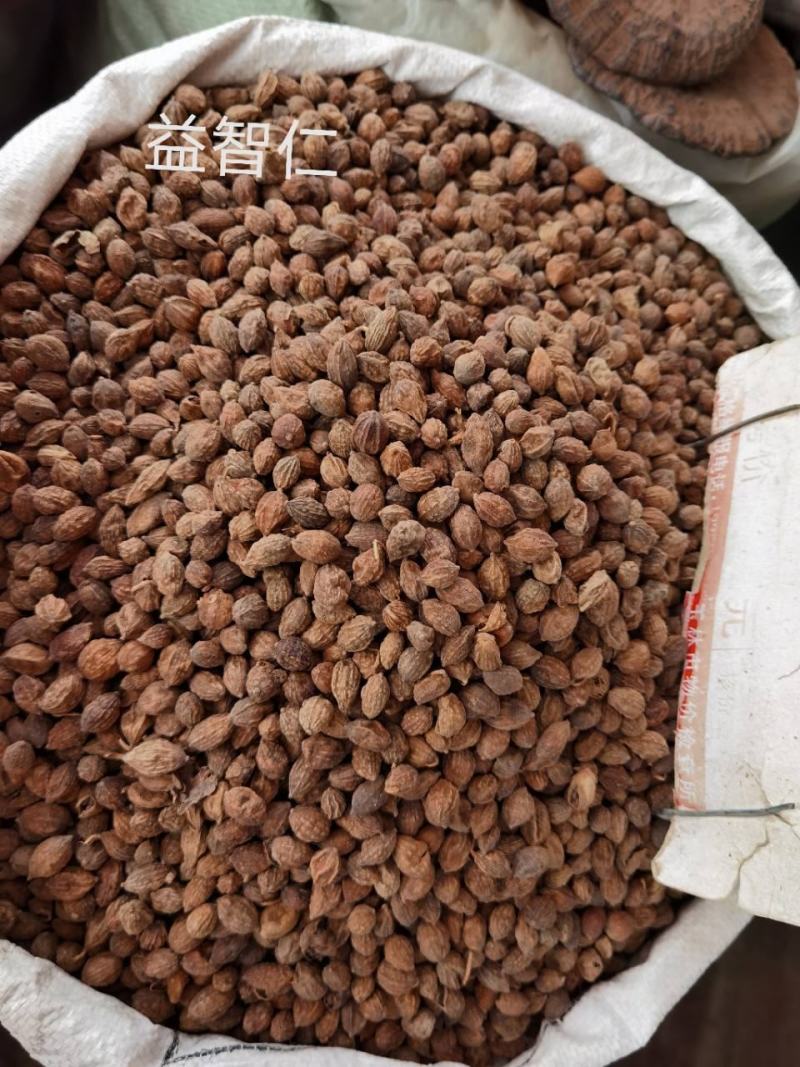海南益智仁货源充足价格美丽