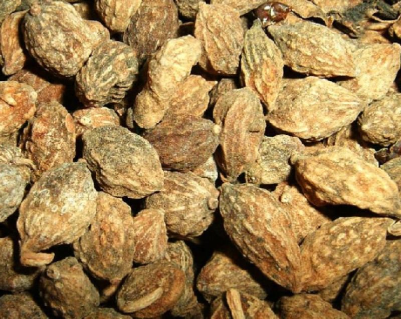 海南益智仁货源充足价格美丽