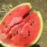 大量批发山东平度明村西瓜专业团队一条龙服务
