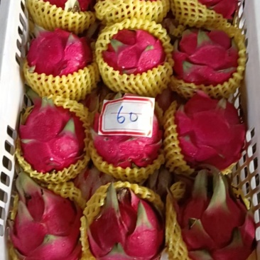 火龙果