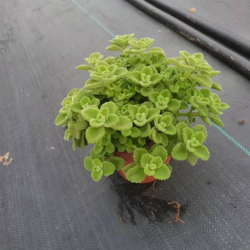 碰碰香（一抹香）基地直销多肉绿植盆栽全国一件代发货好