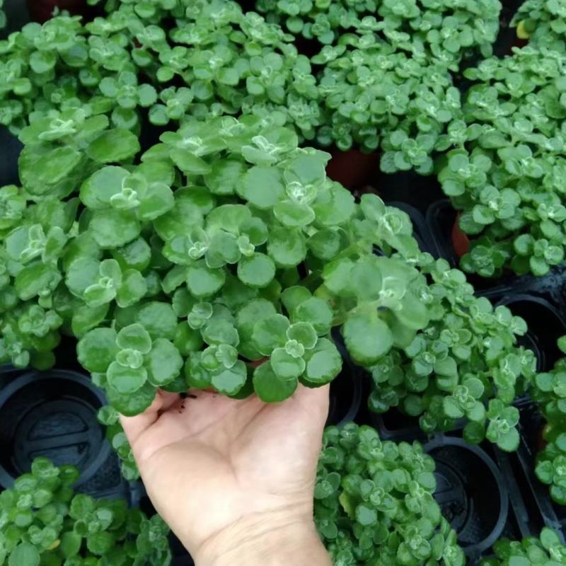 碰碰香（一抹香）基地直销多肉绿植盆栽全国一件代发货好