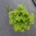 碰碰香（一抹香）基地直销多肉绿植盆栽全国一件代发货好