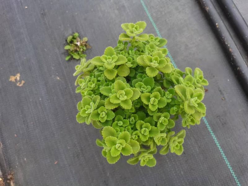 碰碰香（一抹香）基地直销多肉绿植盆栽全国一件代发货好