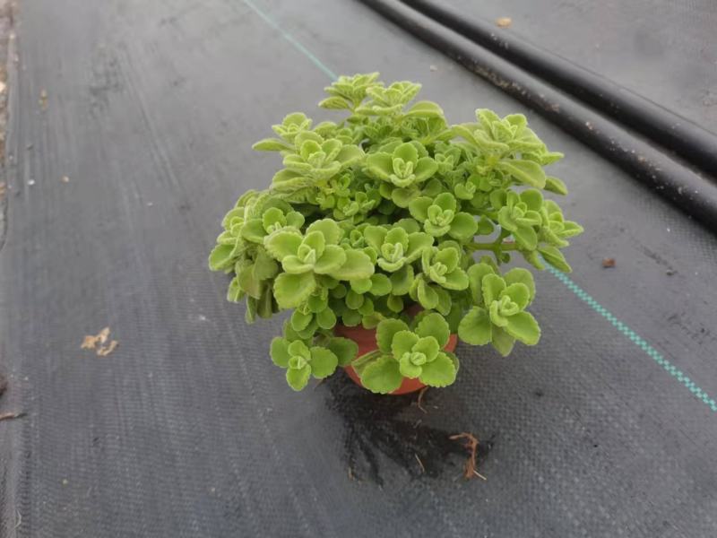 碰碰香（一抹香）基地直销多肉绿植盆栽全国一件代发货好