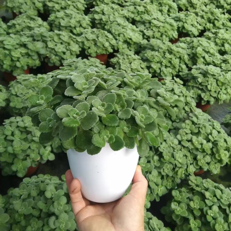 碰碰香（一抹香）基地直销多肉绿植盆栽全国一件代发货好