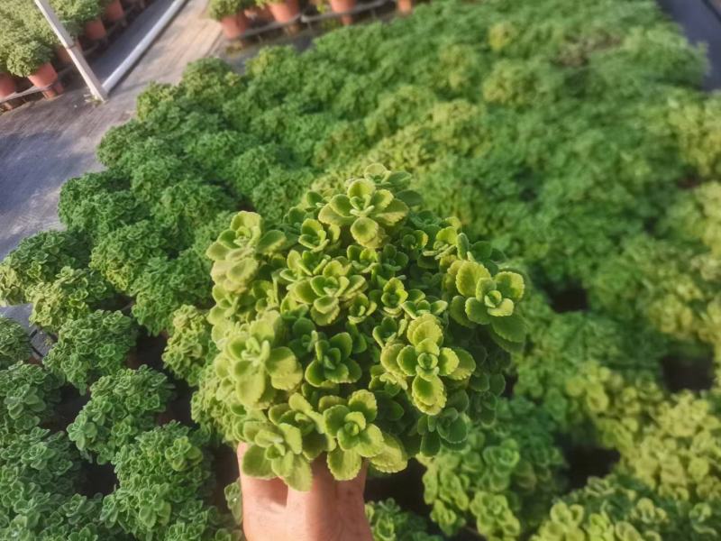 碰碰香（一抹香）基地直销多肉绿植盆栽全国一件代发货好