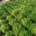 碰碰香（一抹香）基地直销多肉绿植盆栽全国一件代发货好