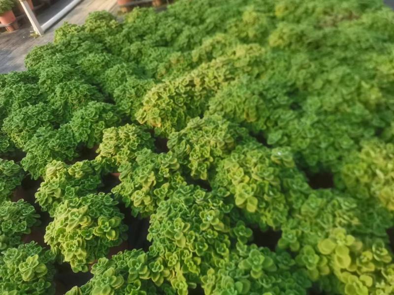 碰碰香（一抹香）基地直销多肉绿植盆栽全国一件代发货好