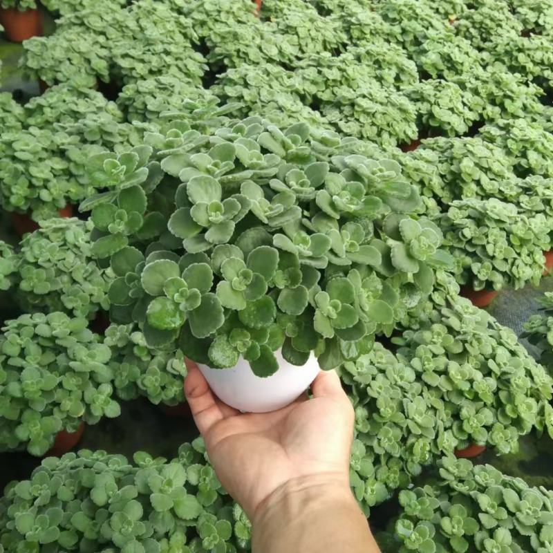 碰碰香（一抹香）基地直销多肉绿植盆栽全国一件代发货好