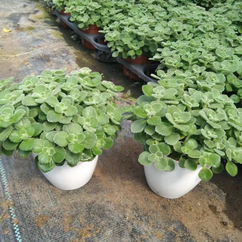 碰碰香（一抹香）基地直销多肉绿植盆栽全国一件代发货好