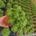 碰碰香（一抹香）基地直销多肉绿植盆栽全国一件代发货好