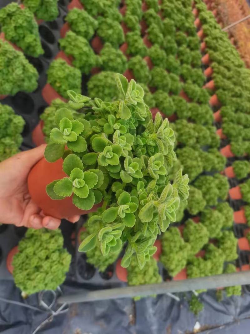 碰碰香（一抹香）基地直销多肉绿植盆栽全国一件代发货好