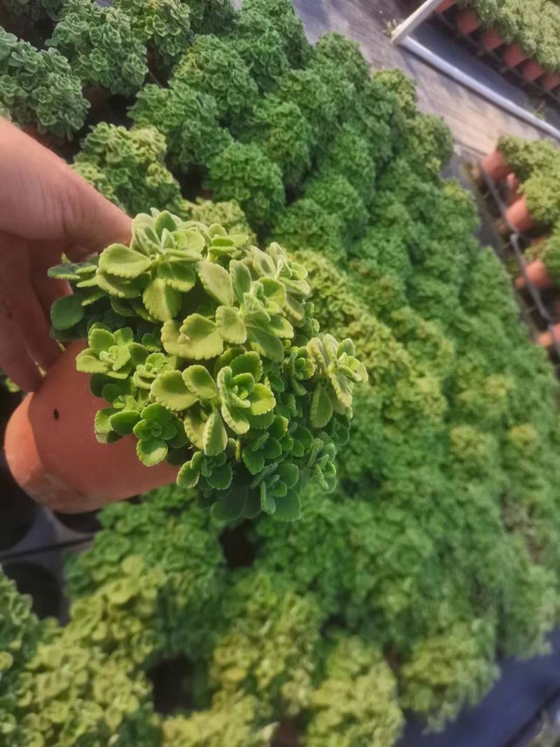 碰碰香（一抹香）基地直销多肉绿植盆栽全国一件代发货好