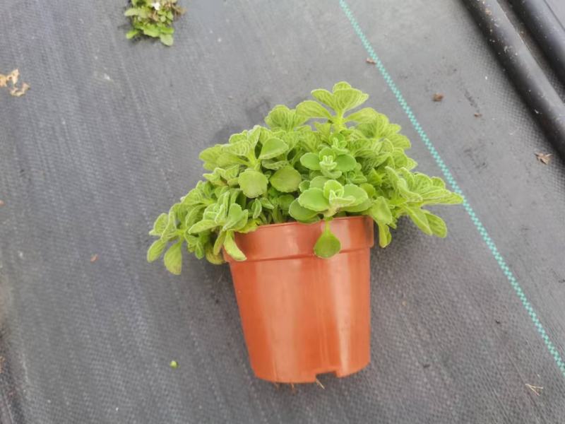 碰碰香（一抹香）基地直销多肉绿植盆栽全国一件代发货好